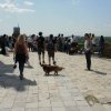 WPIW 2015 collecting on Kalemegdan 1